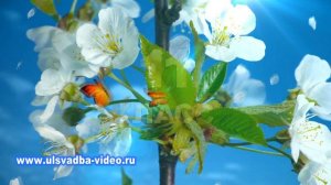 Футаж 11 класс Прощай  школа