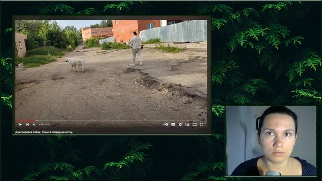 Как НЕ надо гулять с собакой Комментирую видео зоопсихолога Евгении Маныкиной смотреть онлайн