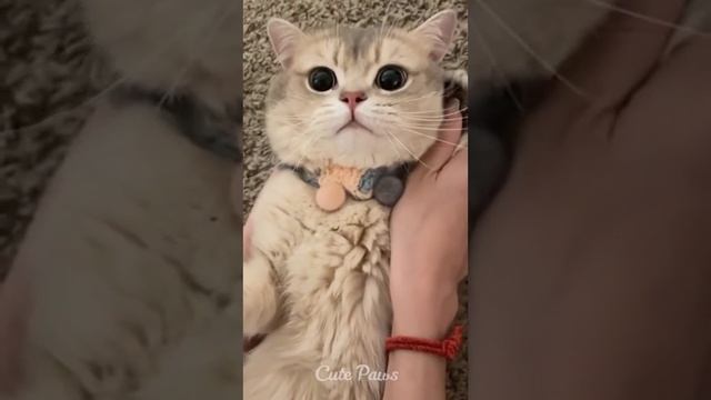 ПРИКОЛЫ смотреть онлайн