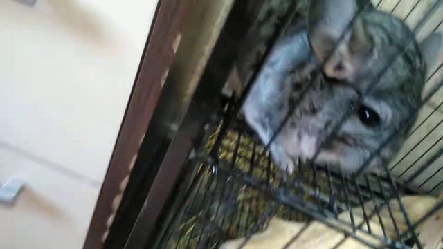Обзор на мою шиншиллу смотреть онлайн