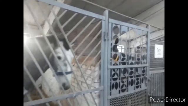 #наши_кони, #припас, #скачки, #приколыслошадьми,#смешныеживотные Наши кони и их дом . смотреть онлайн