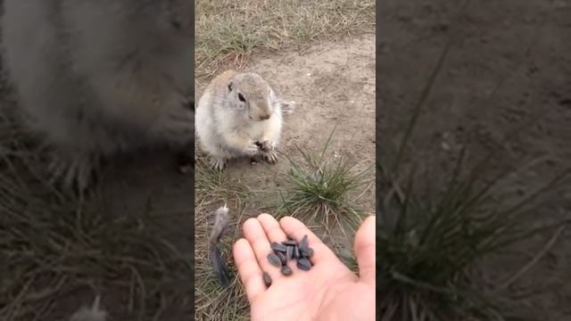 На природе с кротами, белками, и сусликами. смотреть онлайн