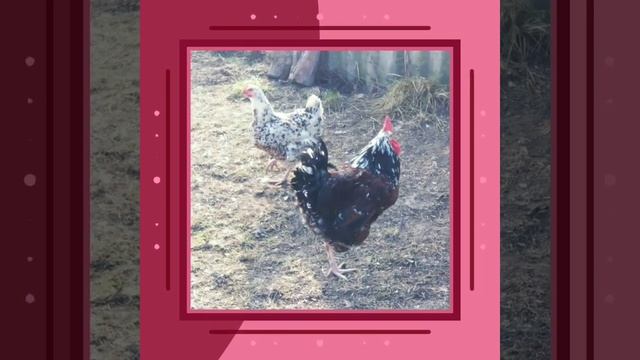 Кури породи Ливенская ситцевая ... смотреть онлайн