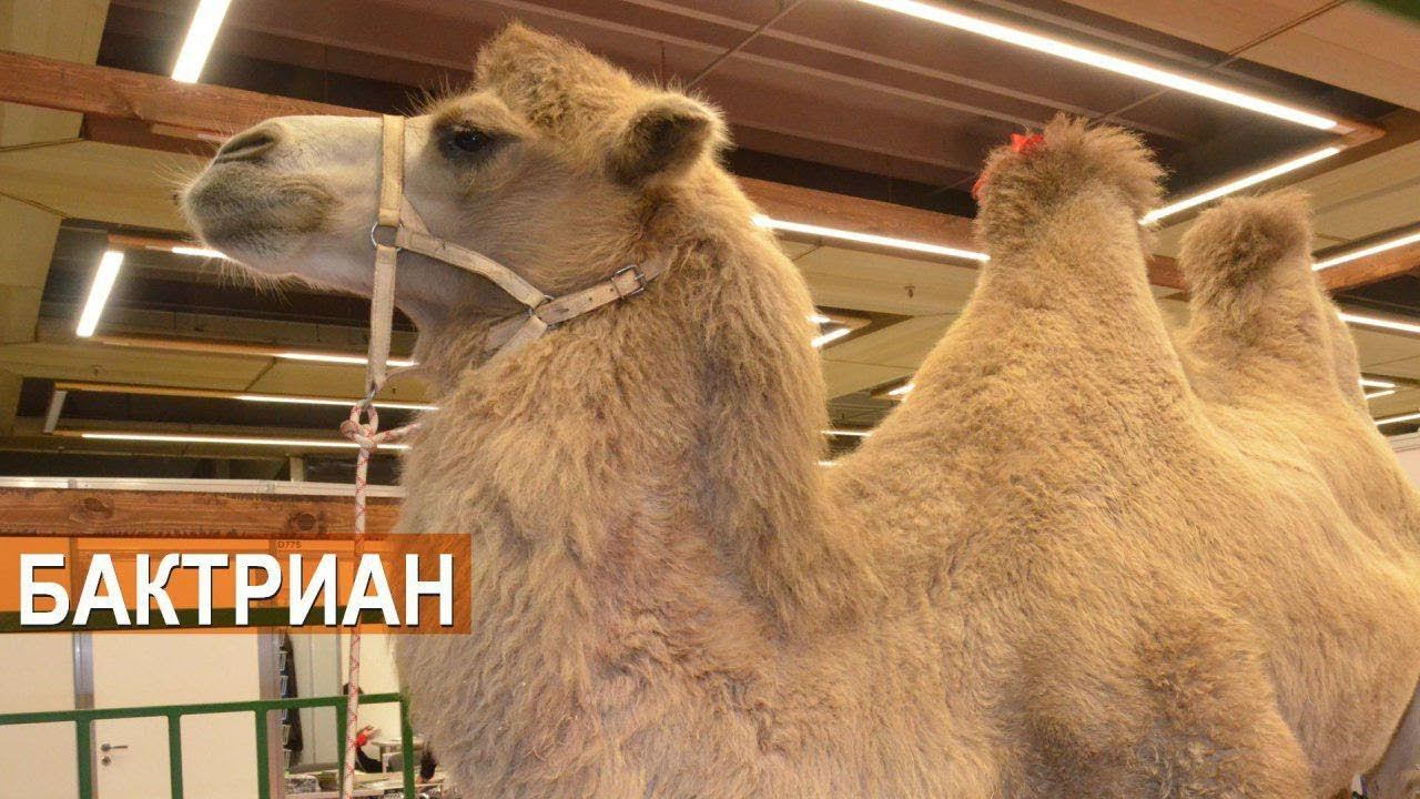 ФЕРМЕР.RU - главный фермерский портал