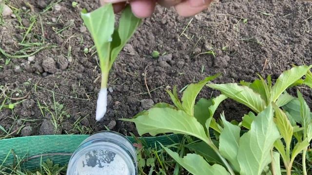 Черенкование вейгелы летом / Grafting of weigela смотреть онлайн