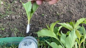 Черенкование вейгелы летом / Grafting of weigela