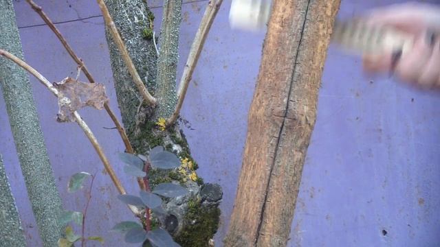 Как СПАСТИ калину!!! смотреть онлайн