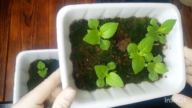 Что посеять вместо петунии. Будни Петунщика: выпуск 43 смотреть онлайн