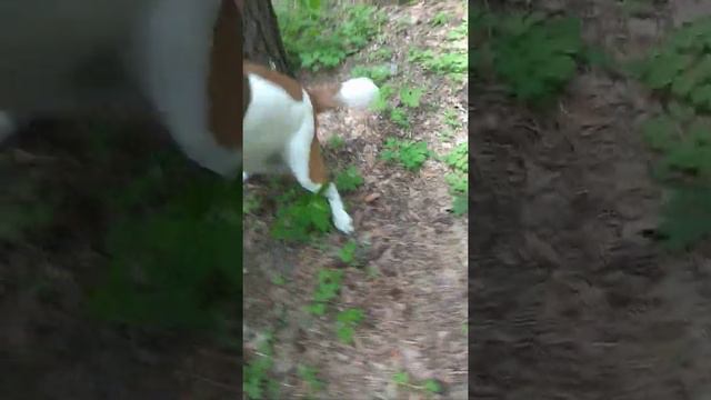 "БИГЛЬ" Реакция на белочку в парке "СОВКИ" (охота есть охота) смотреть онлайн