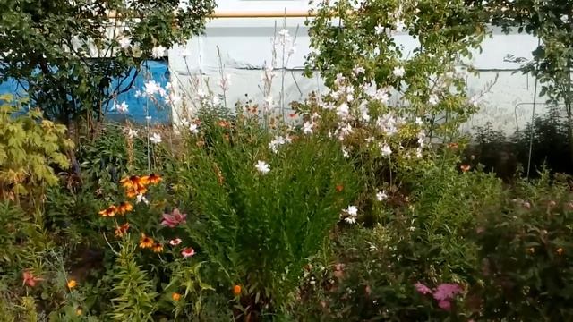 Гаура Gaura lindheimeri цветок бабочка.июль 2017 # мой сад # село # гаура смотреть онлайн