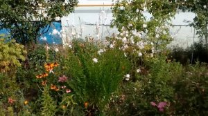 Гаура Gaura lindheimeri    цветок бабочка.июль 2017         # мой сад # село # гаура