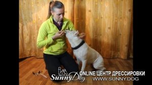 Как легко дать собаке жидкое лекарство? Лайфхак для каждого владельца!