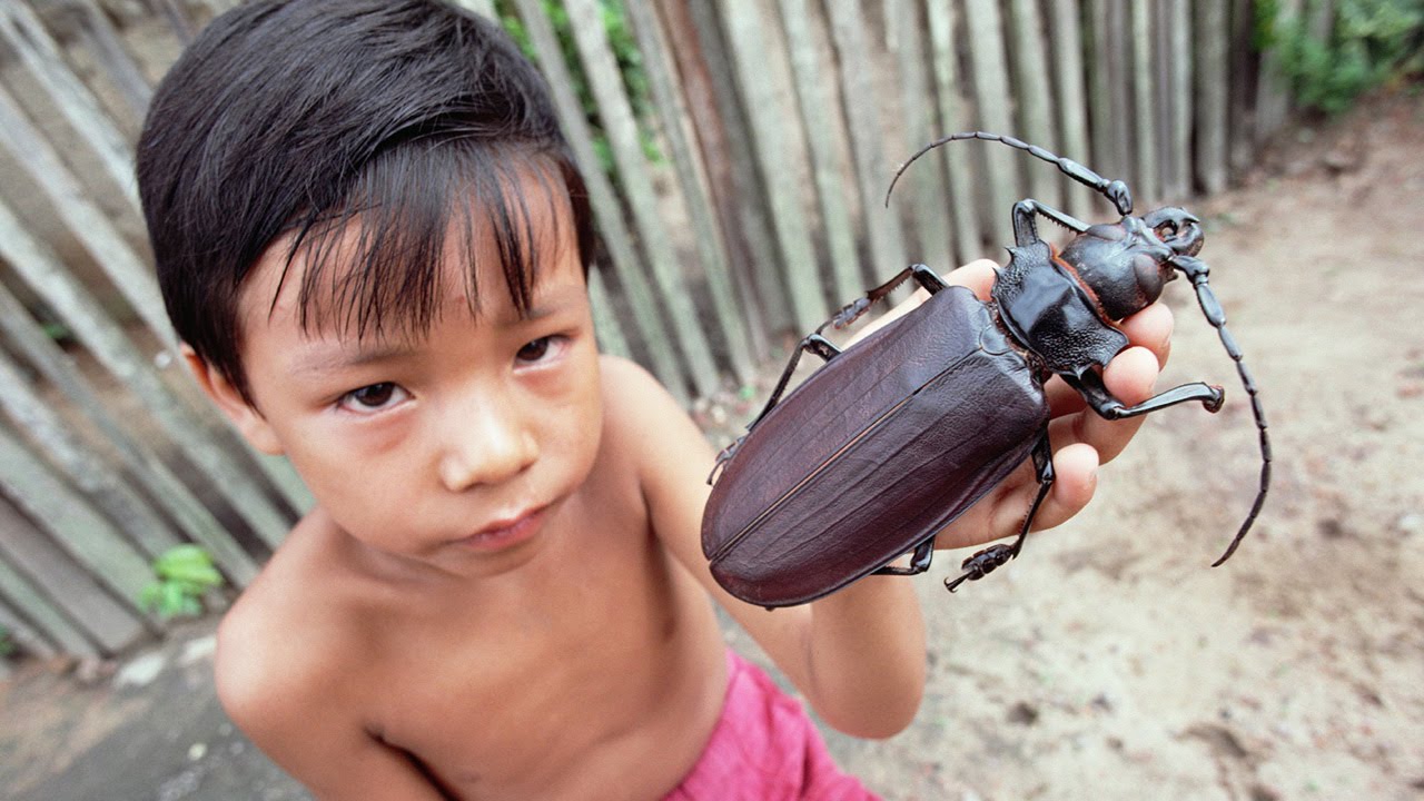 ? Что будет, если насекомые вдруг исчезнут. смотреть онлайн