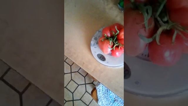 Сьем урожая МИКАДО СИБИРИКО XXXL смотреть онлайн