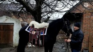 Безстресовая заездка молодой лошади под седло!!!