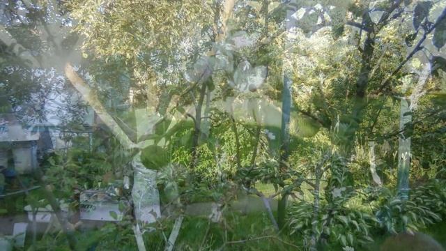 Плоды и цветение яблони у меня на даче 18.16.2014г смотреть онлайн