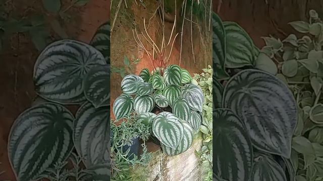 Veja que linda essa transformação da minha peperômia melacia 😍 #peperômiamelacia #peperomia смотреть онлайн