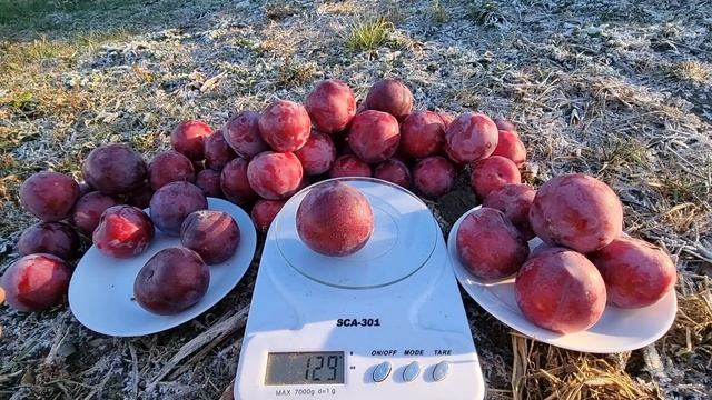 СЛИВА РУБИ КРАНЧ /PLUM RUBY CRUNCH смотреть онлайн