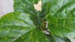 У Китайской розы желтеют и опадают листья! Почему гибискус сбрасывает бутоны?