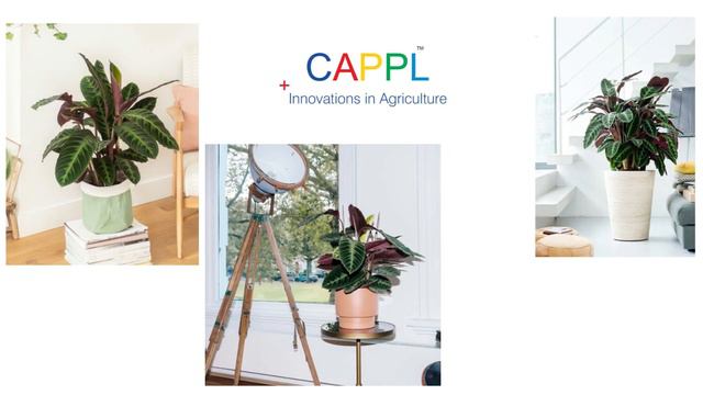 Calathea warscewiczii Plant смотреть онлайн
