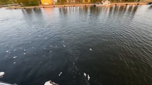 Водителям | Перемещение на пароме из Свиноустье, Польша - Истад, Швеция | Весь маршрут «наизнанку» смотреть онлайн