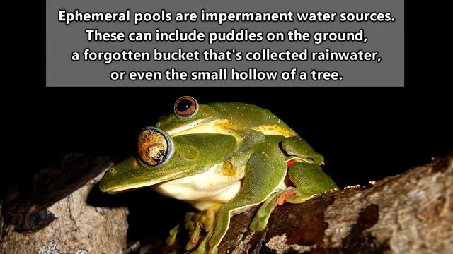 Flying Frog facts: they're more like gliding frogs, really | Animal Fact Files смотреть онлайн