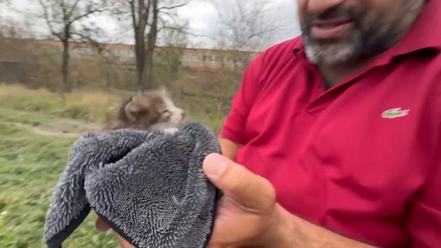 Котёнок чудом остался жив/Как он выжил под колёсами машин? смотреть онлайн