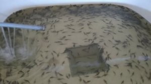 Как заработать миллион рублей за 2 месяца на мальке осётра. Просто о сложном. #иваносетр