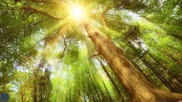888 Hz Angel Number, No Coincidences You've Arrived Here, Positive Abundance Mindset смотреть онлайн