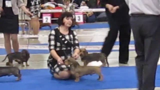 Снежная такса, кобели жесткощёрстные,миниатюра смотреть онлайн