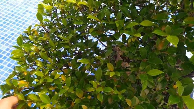 Фикус бонсай сбрасывает желтые листья! Это нормально? Назвал его Зеленый Господин ему больше 30!. смотреть онлайн