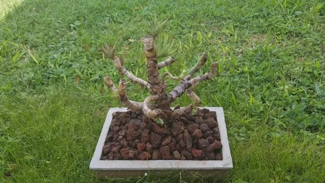 Aloe Vera Barbadensis Miller Bonsai Multiple Trunk смотреть онлайн