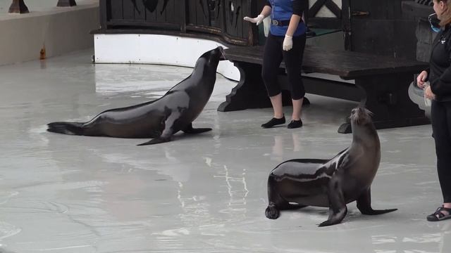 Marineland California SEA LIONS Imitating Dolphins, Jumps & Dive Splashdowns, Ring Tosses & Clappin