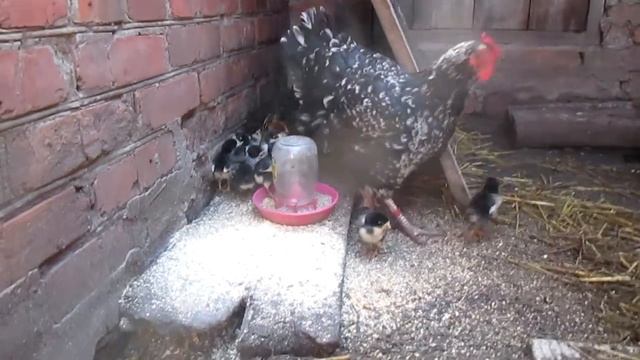 Квочка породы "Ливенская ситцевая" смотреть онлайн