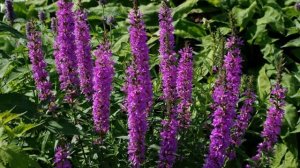 Иссоп трава: описание, свойства и применение