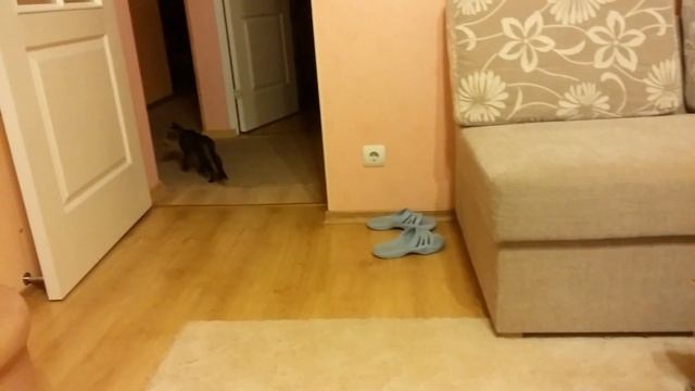 Котята Яша и Кася - "дубовый лист" смотреть онлайн