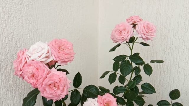 Роза Лидия. смотреть онлайн