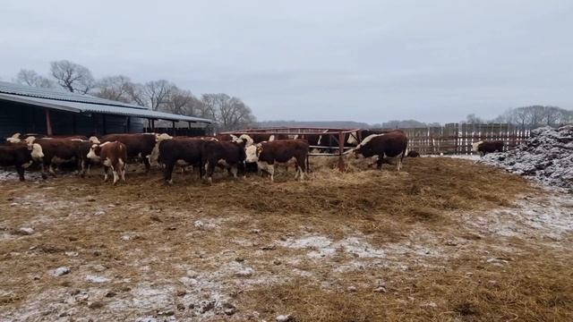 Правильное Производство Правильного Мяса, Говядина Герефорд.Часть 1 - Счастье для Коров - наша цель смотреть онлайн