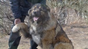 Кавказская овчарка плюсы и минусы породы | Собаководство | Собака Кавказская овчарка