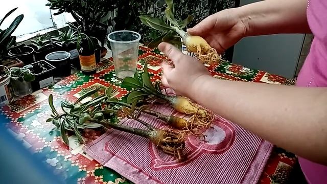 Адениум Сомаленс и Обесум, смотрим корневую. Адениум Ждун) смотреть онлайн