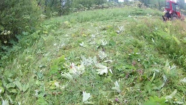 Сенокос 22 июля 2022 трактор т-25 и косилка ксф - 1.8 . Недокосил ливень . смотреть онлайн