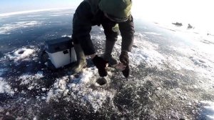 РЕЧНЫЕ МОНСТРЫ СРЕДИ НАС / Ловля окуня зимой / Горбачи