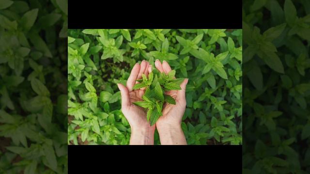 celsia organic tea tree смотреть онлайн