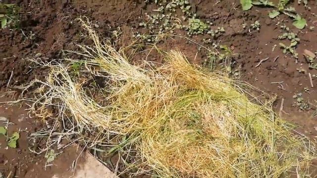 НАШ ДЕРЕВЕНСКИЙ ДОМИК // МУЛЬЧИРУЮ ПОМИДОРЫ // ЖАРИМ ШАШЛЫК // ДАЧНЫЙ ВЛОГ смотреть онлайн