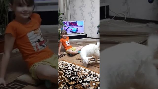 козленок живет дома. смотреть онлайн