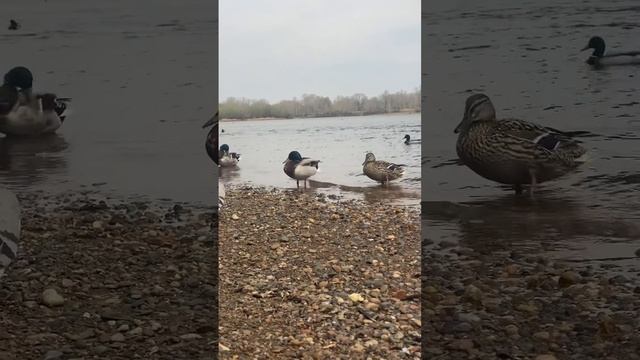 Городские утки на Енисее смотреть онлайн