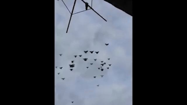 Николаевские голуби Сергея Родионова. (Мои филиалы. Сибирь. Отчёт). Волгоград. Часть 143 смотреть онлайн