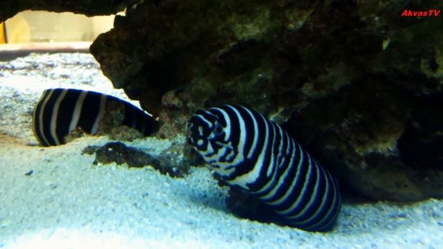 ПОЛОСАТАЯ МУРЕНА В АКВАРИУМЕ смотреть онлайн