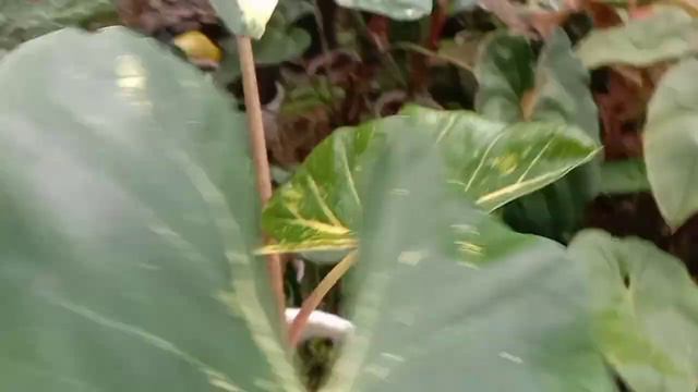 Alocasia macrorriza NEW GUINEA GOLD || SENTE EMAS || SENTE KUNING смотреть онлайн