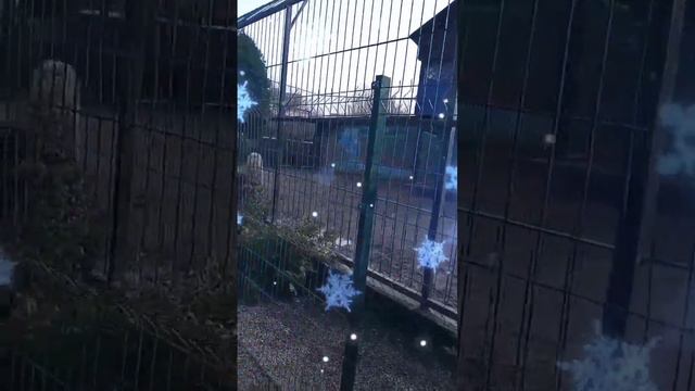 Львы Снежка и Белуши в канун Рождества 🎅Бердянский зоопарк 06.01.24. #animals #lion #тайган смотреть онлайн